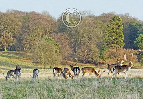 Fallow Deer Bucks in Deer Park DM0131